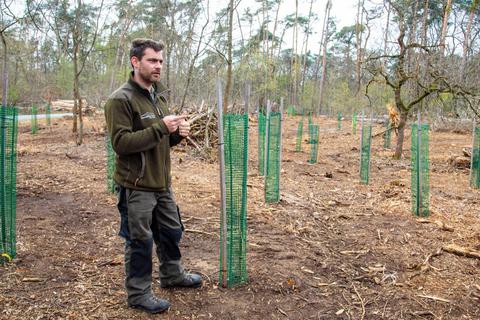 Revierförster Oliver Burghardt ist besorgt um den schlechten Zustand des Rüsselsheimer Waldes. Auf ausgewählten Flächen werden Jungbäume nachgepflanzt. Foto: Volker Dziemballa (VF