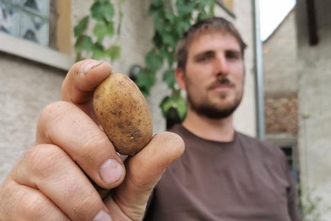 Wegen Trockenheit und Hitze erntet Landwirt Sebastian Schneider in diesem Jahr weniger und kleinere Kartoffeln.  Foto: Michaela Kabon