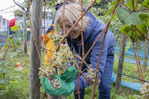 Angelika Warth von den Winzerfreunden ist bei der Weinlese im Rüsselsheimer Weinberg an der Frankfurter Straße mit Sachverstand und einem Lächeln bei der Sache. Foto: Volker Dziemballa (VF