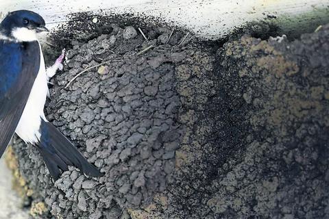 Die Mehlschwalben hatten in den vergangenen Jahren wenige Chancen, geeignetes Nistmaterial zu finden. Symbolfoto: dpa