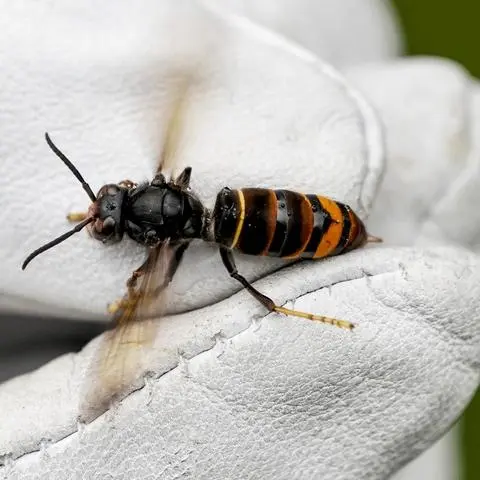 Die Asiatische Hornisse gilt als invasive Art. Sie ernährt sich vorwiegend von anderen Insekten, auch von Bienen.