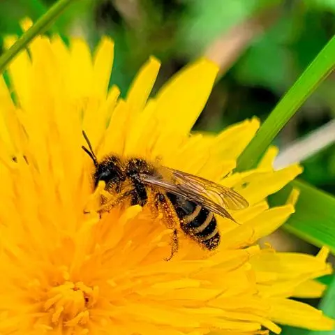 Am Samstag ist Weltbienentag: eine Furchenbiene.