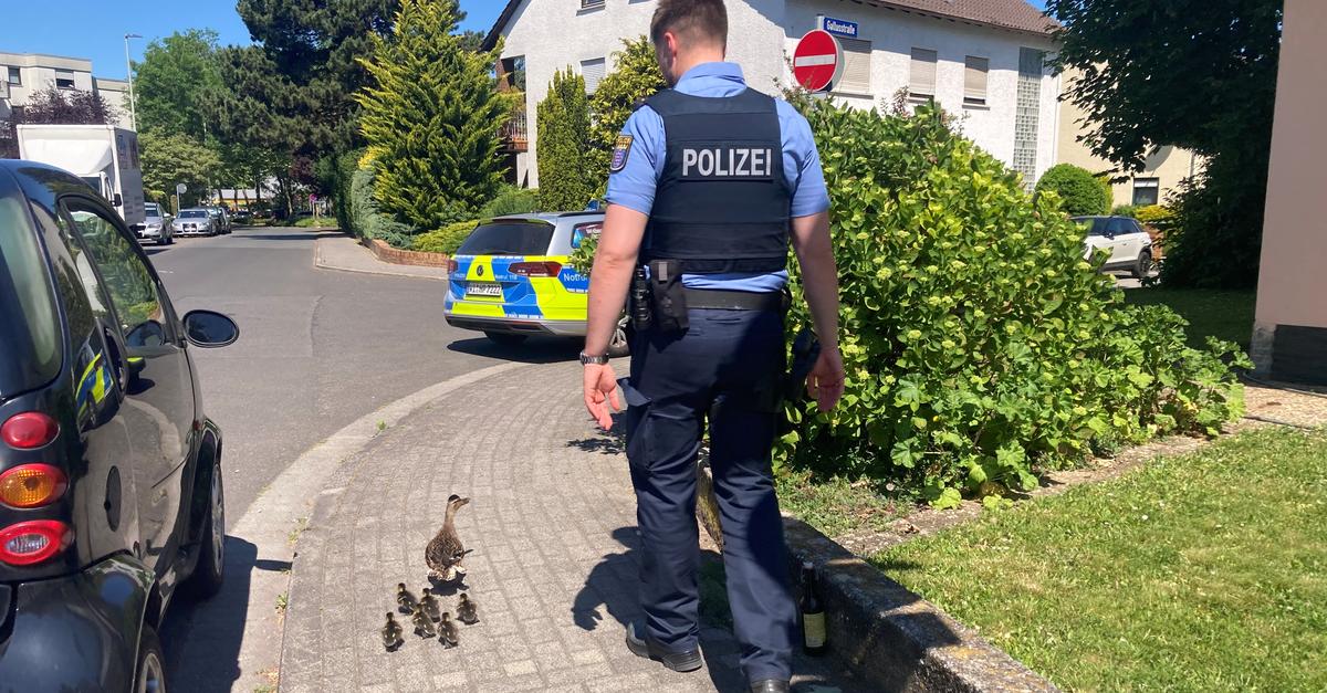 Flörsheim: Polizei eskortiert Entenkolonne zurück in den sicheren Teich