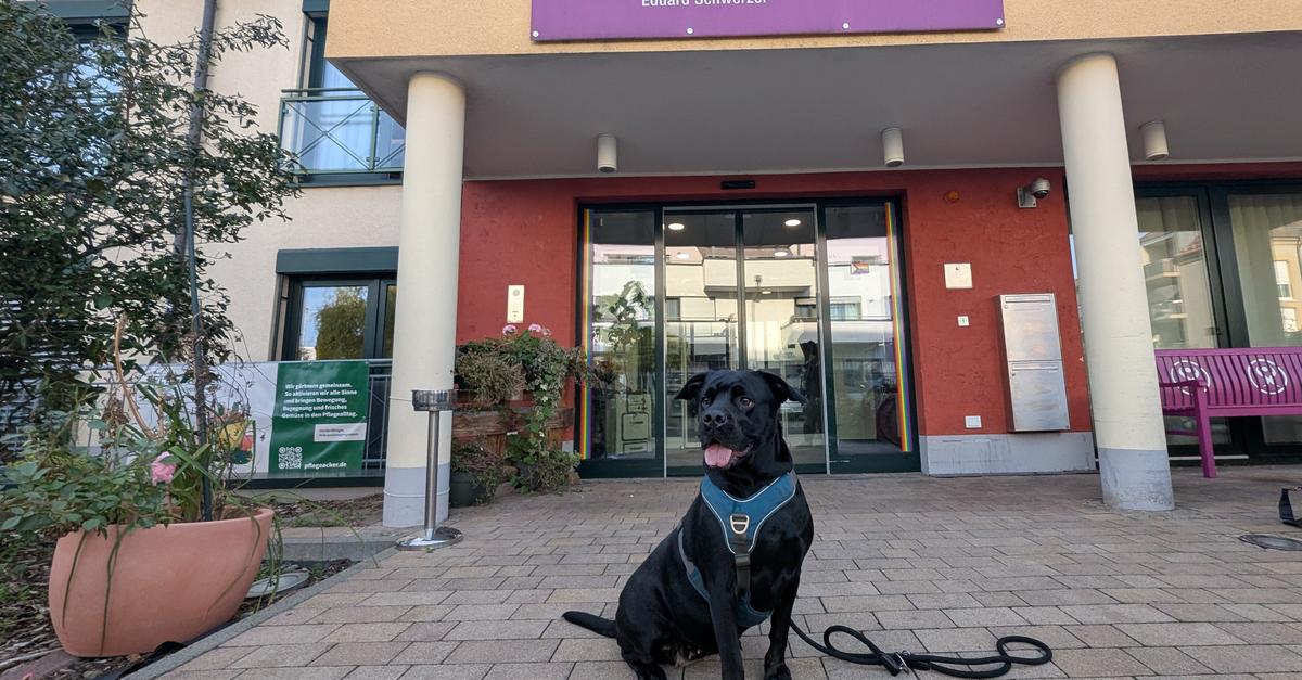 Besuch auf vier Pfoten: Pflegeeinrichtung in Flörsheim sucht Hundeteams