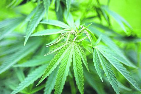 Milos O. soll in Wicker in großem Stil Cannabis angebaut haben. Symbolfoto: dpa