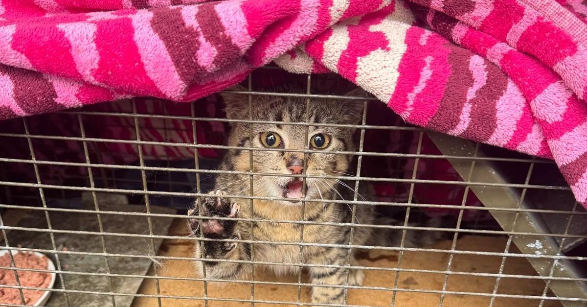Flörsheim: „Die Katzenschutzverordnung hat allen etwas gebracht“