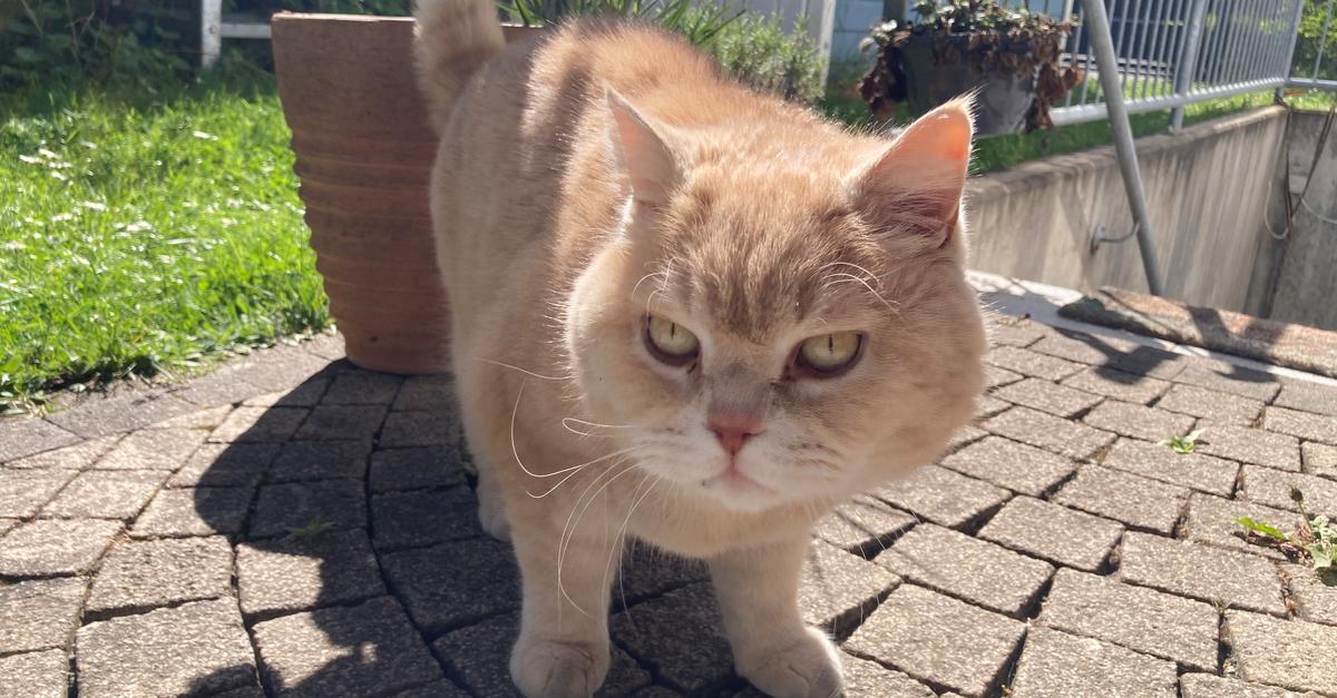 Flörsheim: Ein Jahr danach – keine einzige Katze kastriert
