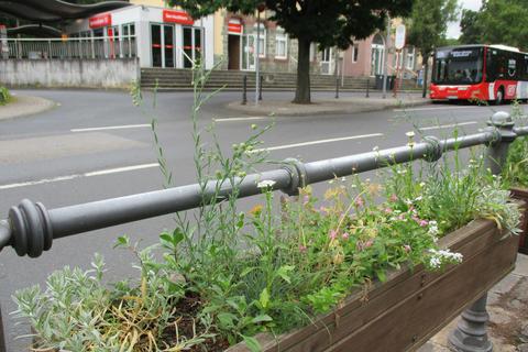 Mediterrane Blüten entlang der Hattersheimer Straße im Jahr 2021. In Sachen Bewässerung wird inzwischen jungen Bäumen der Vorzug gegeben. Archivfoto: Stadt Hofheim