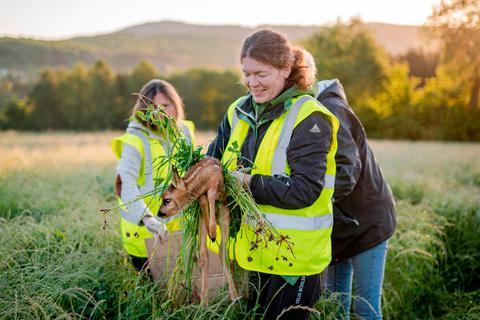 Sophia Schiller, Vorsitzende des Vereins "Kitzrettung Wildsachsen", trägt vorsichtig ein kleines Rehkitz weg. Foto: Claudia Friedrich 