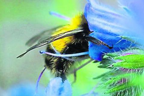 Bienen beim Überleben helfen ist das Ziel der Saatgut-Aktion in Hofheim. Archivfoto: Pixabay