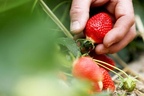 Die steigenden Lohnkosten für die Pflücker machen es den Erdbeer-Bauern hierzulande mit Blick auf die Konkurrenz im Ausland zunehmend schwer. Symbolfoto: dpa
