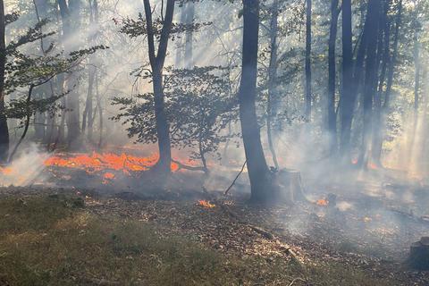 Bei einem Waldbrand am Hofheimer Kapellenberg haben über 1000 Quadratmeter Wald in Flammen gestanden. Foto: Stadt Hofheim