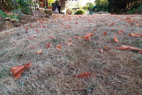Sieht aus wie Herbst, ist aber Spätsommer. Fast überall sind derzeit "verbrannte" Rasenflächen zu sehen. Was können Gartenbesitzer nun tun? Foto: Götz Schaub 