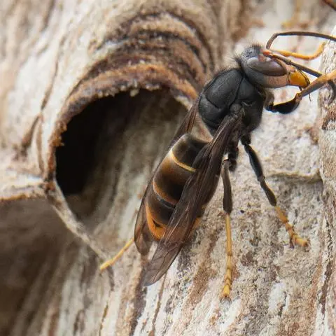  Asiatische Hornissen werden in Hessen bekämpft, sie gelten als invasive Art.      