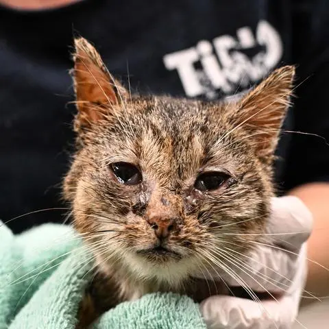 Eine Kastrationspflicht kann helfen, das Leid vieler Katzen zu verhindern. Der vom Landkreis initiierten Katzenschutzverordnung stimmen die Gemeindevertreter in Hünstetten zu.