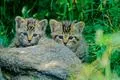 Junge Wildkatzen (im Gehege).