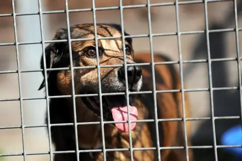 Wenn sie zeitweise keine Steuer kosten, könnten mehr Hunde aus dem Tierheim geholt werden.