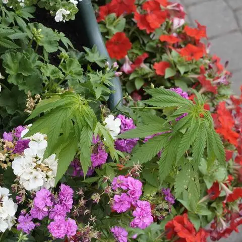 Zwischen den bunten Geranien, die die Stadt Dillenburg in Blumenampeln gepflanzt hat, sind Cannabis-Pflanzen gewachsen. Die Polizei prüft nun, wie die Samen in die Töpfe in der Fußgängerzone gekommen sind.