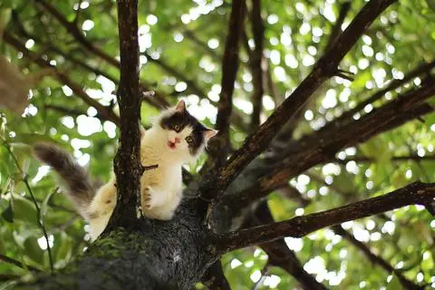 Rauf geht’s leicht, den Abstieg trauen sich einige Katzen hingegen oftmals nicht mehr zu. Wenn dann die Feuerwehr gerufen wird, kann es teuer werden, den Hilfeleistungseinsätze sind kostenpflichtig, sofern nicht das Leben eines Menschen in Gefahr ist. (Symbolfoto)