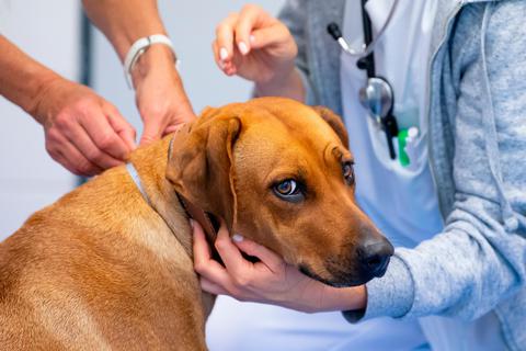Hohe Tierarztkosten kommen ab 22. November auf Tierhalter zu. 
