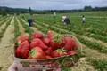 Es ist Erntezeit für die Erdbeeren. Auf dem Feld der Wetterauer Früchtchen in Dorlar sind am Wochenende zahlreiche Besucher zum Selbstpflücken unterwegs.