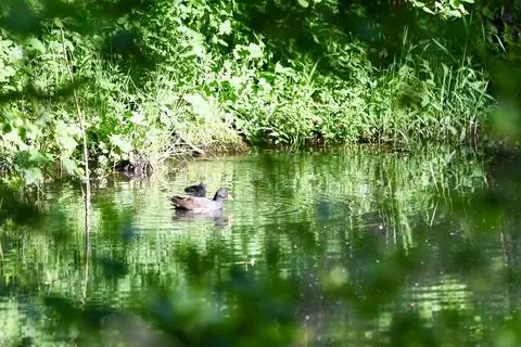 Kinderstube auf dem Eisweiher: Im Stippbachtal bei Sinn sind derzeit Wasservögel und ihr Nachwuchs gut zu beobachten. 