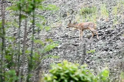 Gegenüber dem unteren Eisweiher im Stippbachtal in Sinn sind oft Rehe in der Schieferhalde zu beobachten.