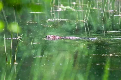 Im Stippbachtal auf Sinner Gebiet sind auch Bisame zu Hause. Das Pärchen hat es sich auf und in einem Gewässer eingerichtet. 