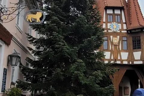 Ein Prachtexemplar von Baum schmückt seit Donnerstag den Michelstädter Marktplatz. Foto: Kulturamt Michelstadt