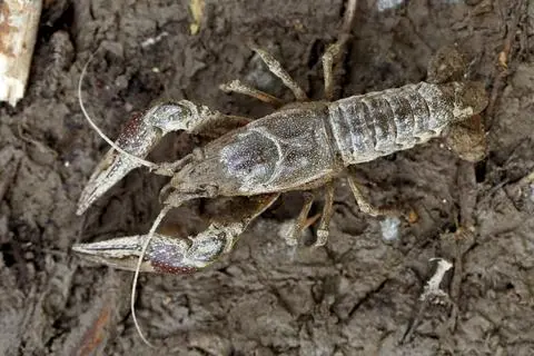 Der invasive Kalikokrebs ist in seiner schnellen Ausbreitung nur schwer zu stoppen. 