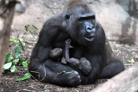 Gorilla-Dame "Dian" hält im Gehege des Zoos in Frankfurt ihre beiden Zwillings-Babys im Arm. Foto: dpa 