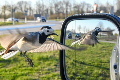 So präsentierte sich das Bachstelzenmännchen auf den Autospiegeln im Kreisel in Riedstadt-Wolfskehlen.  Archivfoto: Bernd Petri