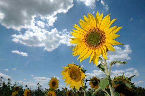 Das Wetter wird in der kommenden Woche wechselhafter.  Foto: dpa