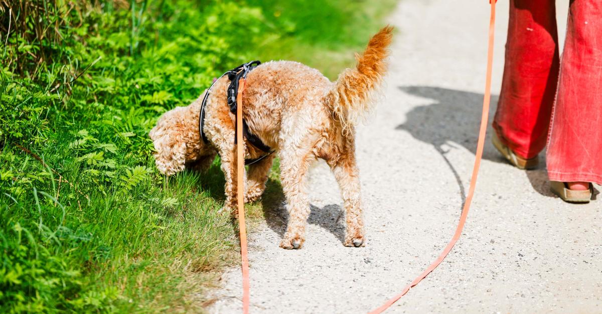 The dog tax in Büttelborn will increase from January 1, 2026.