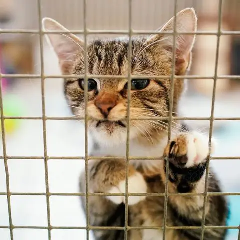 Manche Tierheime in Rheinland-Pfalz nehmen laut Tierschutzbund gar keine Tiere mehr auf.
