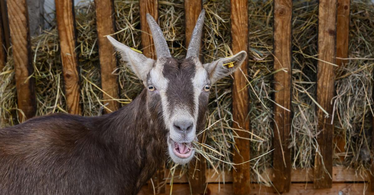 Foot and mouth disease: effects in the region