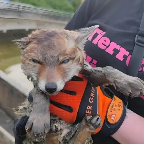 Dieser kleine Fuchs hatte sich ins Klärwerk Wiesbaden verirrt. Dort hat ihn Jenny Ackermann von der Tierrettung Wiesbaden aus einem Regenwasser-Becken geborgen.