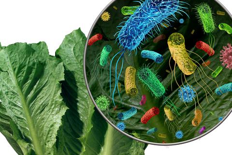 Bakterien und Keime auf Gemüse können unter bestimmten Umständen gefährlich für den Mensch sein.  Grafik: freshidea - stock-adobe