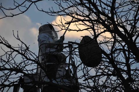 Hornissen- und Wespenberater Frank Steinacher entfernt vorsichtig das Nest der asiatischen Hornisse aus einem Baum nahe der Pfrimmmündung.