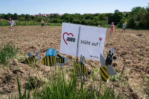 Die Aktion stand unter dem Motto „Awo blüht auf“ und hatte das Ziel, mehr Lebensraum für Bienen, Hummeln und Co. zu schaffen. Foto: pakalski-press/Boris Korpak