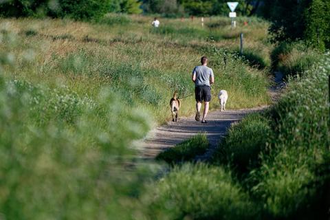 Wald und Feld ziehen während der Corona-Pandemie vermehrt Spaziergänger mit Hunden an. Doch kommt es zu Begegnungen mit Wild, kann es schnell brenzlig werden.  Foto: dpa