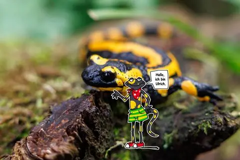 Ein Feuersalamander sitzt im Tiergarten Nürnberg in seinem Gehege. Die Art ist bedroht, unter anderem durch eine Pilzerkrankung. (zu dpa «Hautpilz bedroht Feuersalamander - Zuchtprogramm als Rettung?») +++ dpa-Bildfunk +++