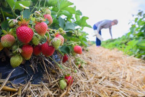 Für viele Bauern lohnt es sich nicht einmal mehr, die Erdbeeren zu ernten. Symbolfoto: dpa