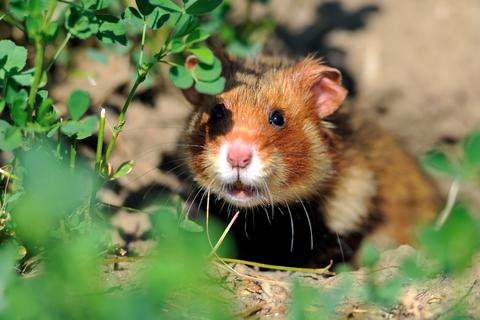 Tier der Woche: der Hamster. Foto: dpa