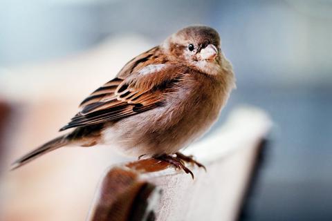 Der Spatz ist bundesweit der häufigste Gartenvogel.  Foto: Robert Schlesinger/dpa-Zentralbild/dpa 