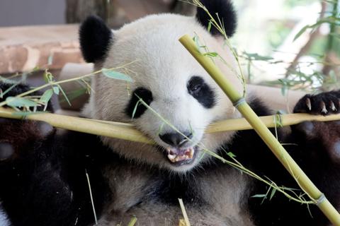 Panda-Freude in Deutschland - China lässt grüßen. Foto: dpa