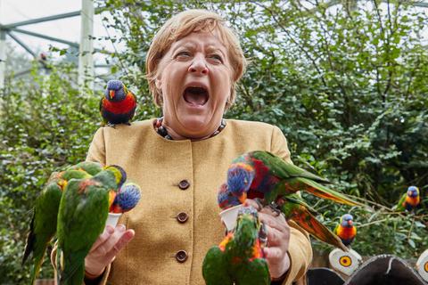 Angela Merkel (CDU), Bundeskanzlerin, füttert australische Loris im Vogelpark Marlow und wird dabei gebissen.  Foto: Georg Wendt/dpa 