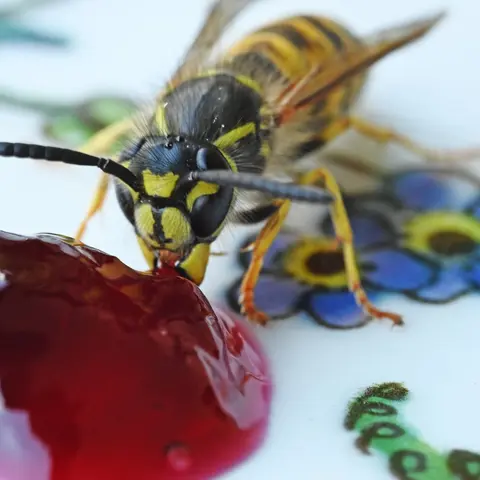 Es gibt es einige bewährte Tricks, um Wespen von Kuchentafel oder Grillteller fernzuhalten.