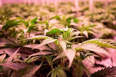 Cannabisplanzen stehen im Blühraum einer Produktionsanlage für medizinisches Cannabis. Symbolfoto: dpa