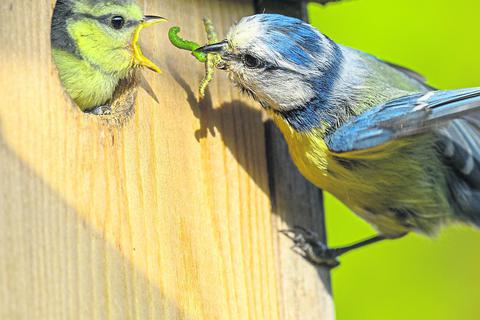 Blaumeisenpaare teilen sich die Aufzucht der Jungvögel. Foto: AdobeStock – Rita Priemer